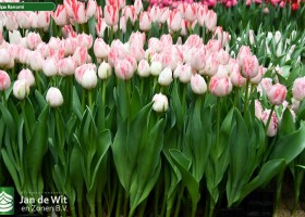 Tulipa Ranomi ® (1)